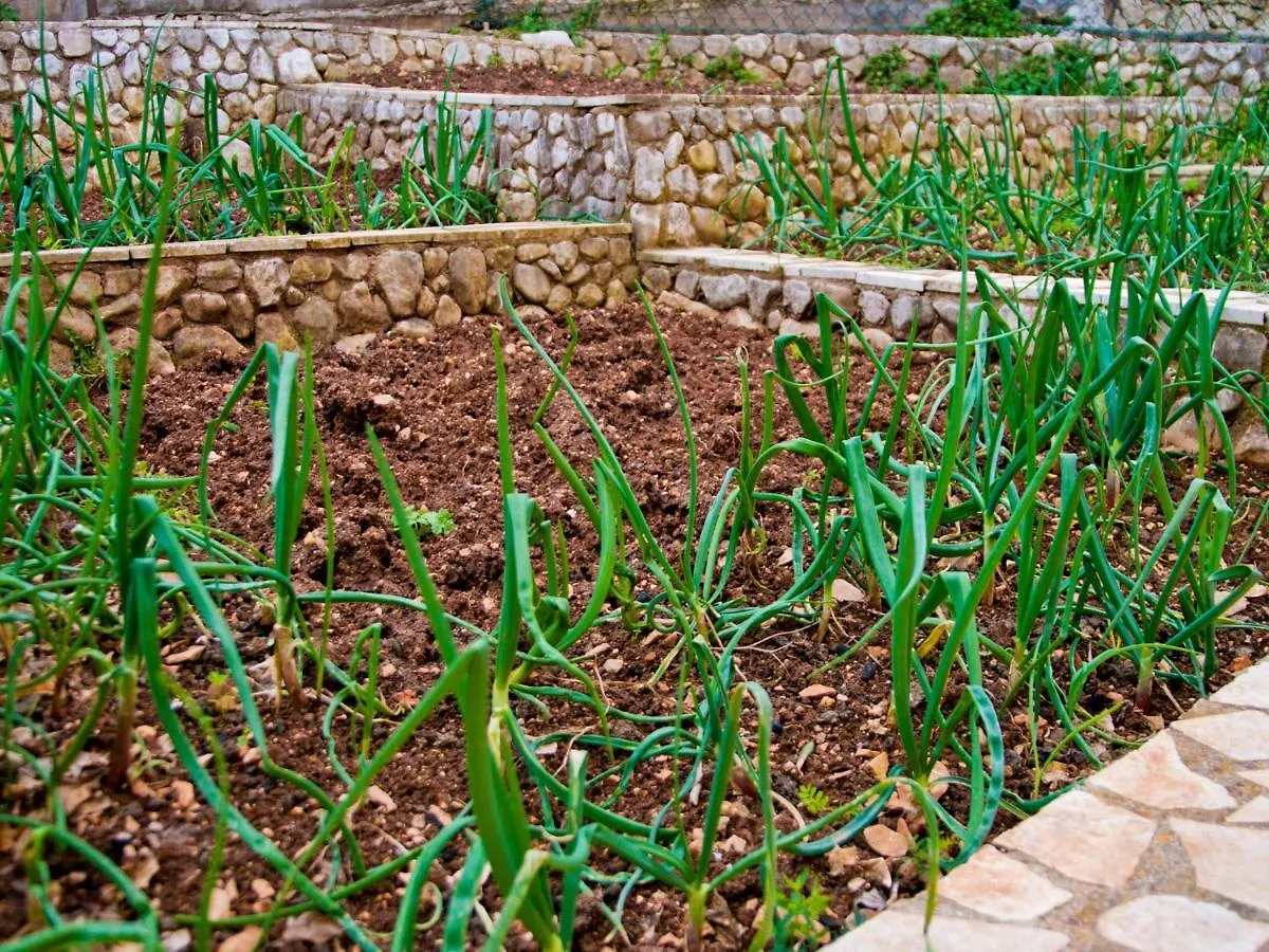 Kadulja- Salvia Apartment Trogir Croatia